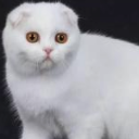威武猫微博淘宝客注册机