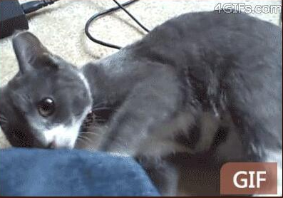 猫咪动态沙雕图qq表情包