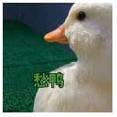 愁鸭qq表情包