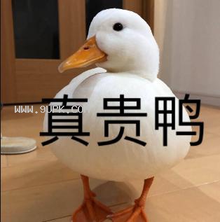王思聪鸭子qq表情包