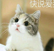 小猫咪叫老婆qq表情包