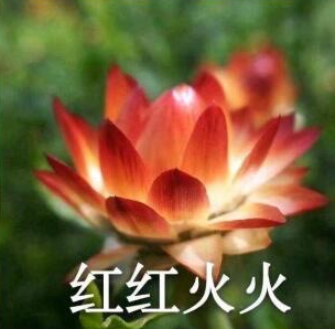 荷花qq表情包