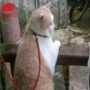 我这不是肉肉是妈妈的钱猫咪qq表情包