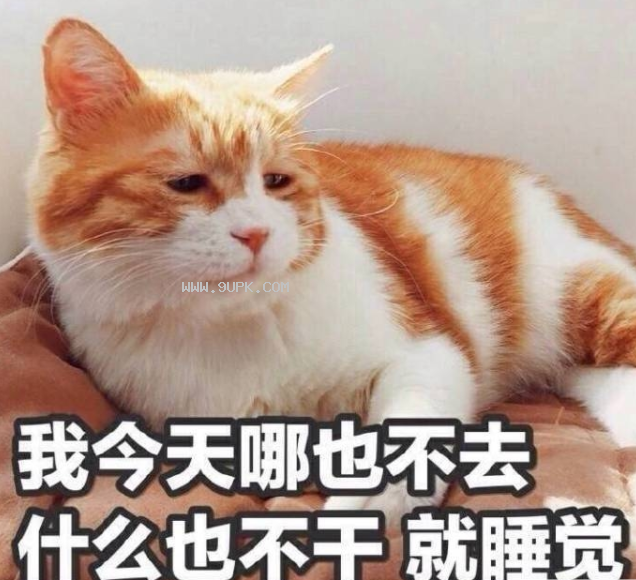 我这不是肉肉是妈妈的钱猫咪qq表情包