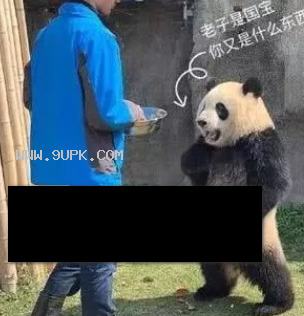 熊猫叉腰qq表情包