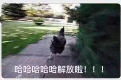 一只鸡狂奔qq表情包