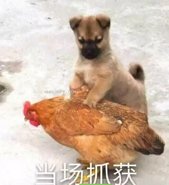 当场抓获狗抓鸡qq表情包
