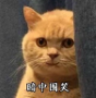 暗中委屈橘猫表情包 高清版