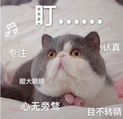 矮基猫表情包 高清版