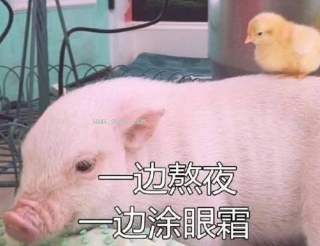 精致猪精中年少女养生指南qq表情包