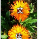 文体两开花聊天qq表情包