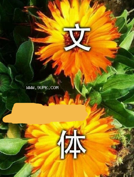 文体两开花聊天qq表情包