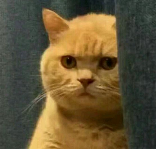 妙啊猫表情包 完整版