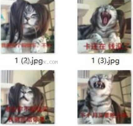双十二猫咪qq表情包