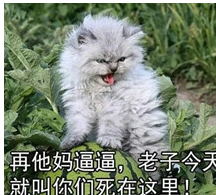 社会我喵哥凶狠斗