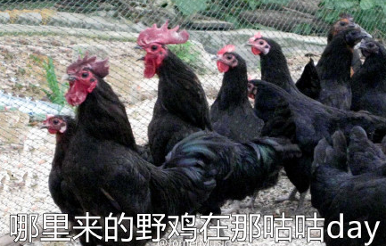 不想和你鸡qq表情包