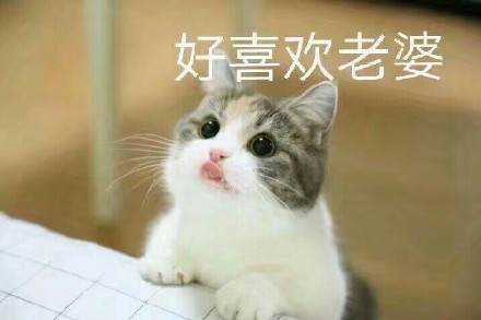 猫妻奴表情包 最新高清版