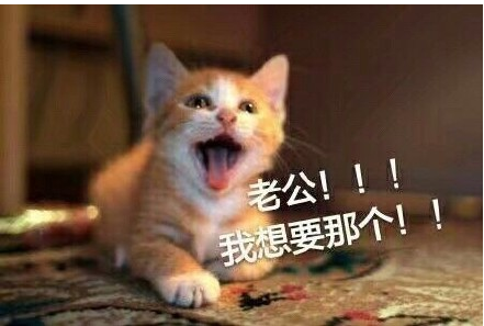 喊老公猫咪表情包下载完整版