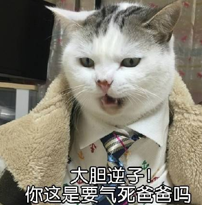 猫咪喊爸表情包 完整版