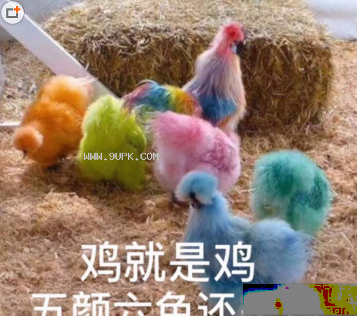 鸡就是鸡五颜六色还是鸡qq表情包