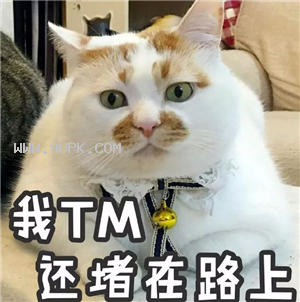 楼楼猫咪国庆节带字表情包下载