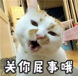 楼楼猫咪国庆节带字表情包下载