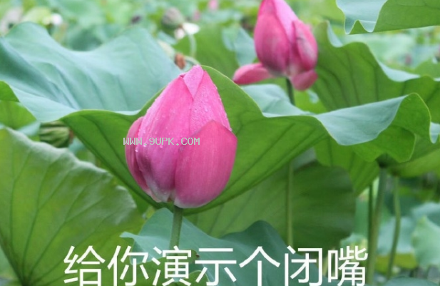 无情嘲笑哈哈哈qq表情包
