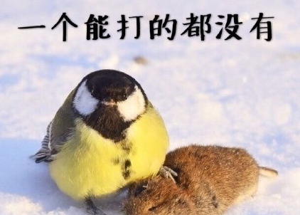 大山雀霸气表情包 高清完整版