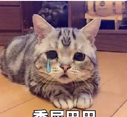 委屈巴巴猫表情包