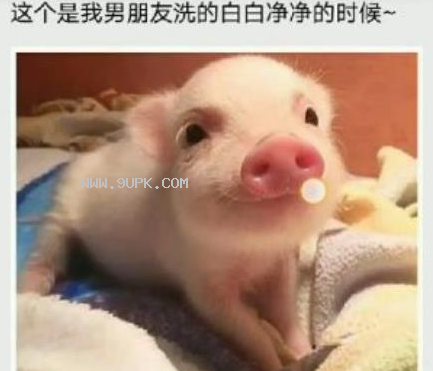 抖音小猪猪男友版qq表情包