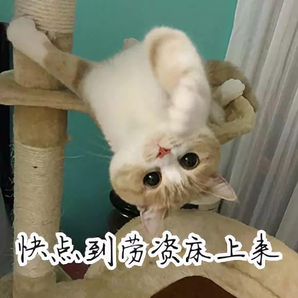 喵星人撩人可爱qq表情包