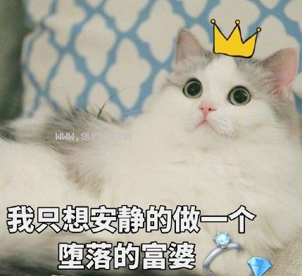 拜见大佬猫咪可爱qq表情包
