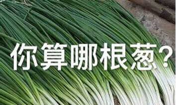 你算哪条五花肉qq表情包