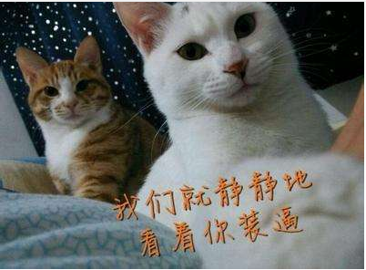 俄罗斯惊讶猫QQ表情包