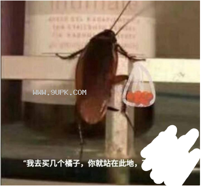 我买几个橘子去你就在此地不要走动qq表情包