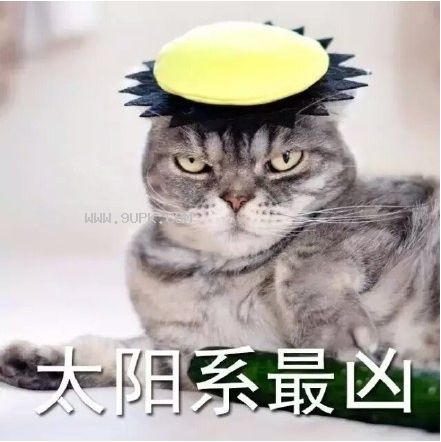 我叫起来超凶的猫咪qq表情包