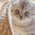 同一系列的可爱猫咪头像宠物情头图片大全