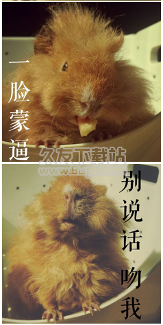 荷兰猪吃草表情包