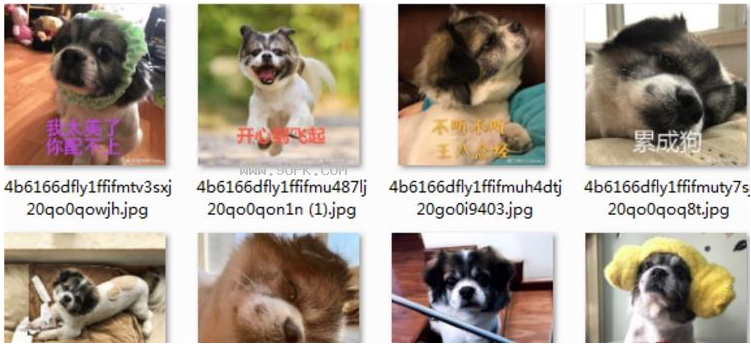 你是个什么东西你自己清楚qq表情系列