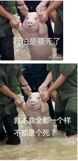 从台风中抢救出来的猪qq表情包