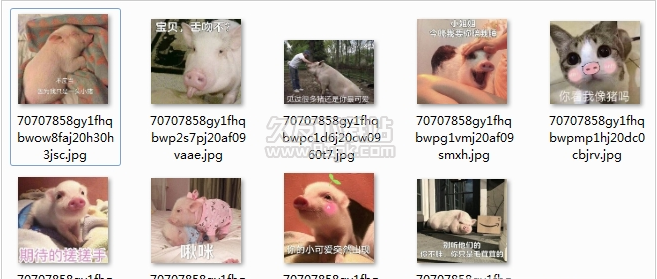沉迷吸猪表情包