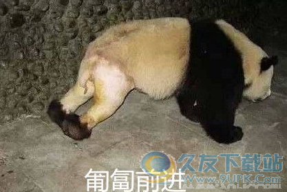 大熊猫脱裤子表情包 高清版